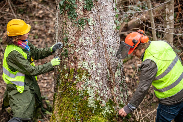 Best Arborist Consultation Services  in Brandenburg, KY