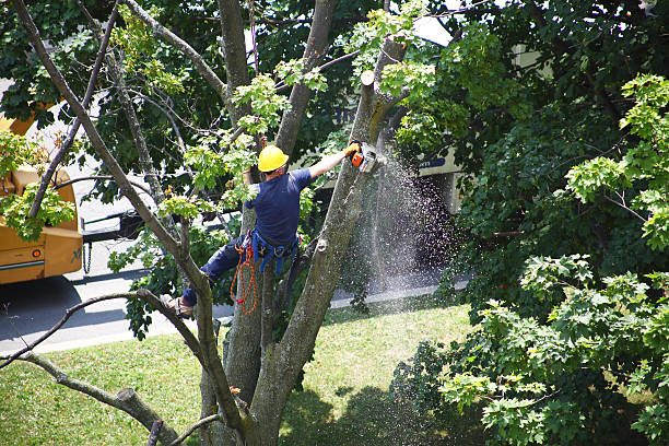 Best Hedge Trimming  in Brandenburg, KY